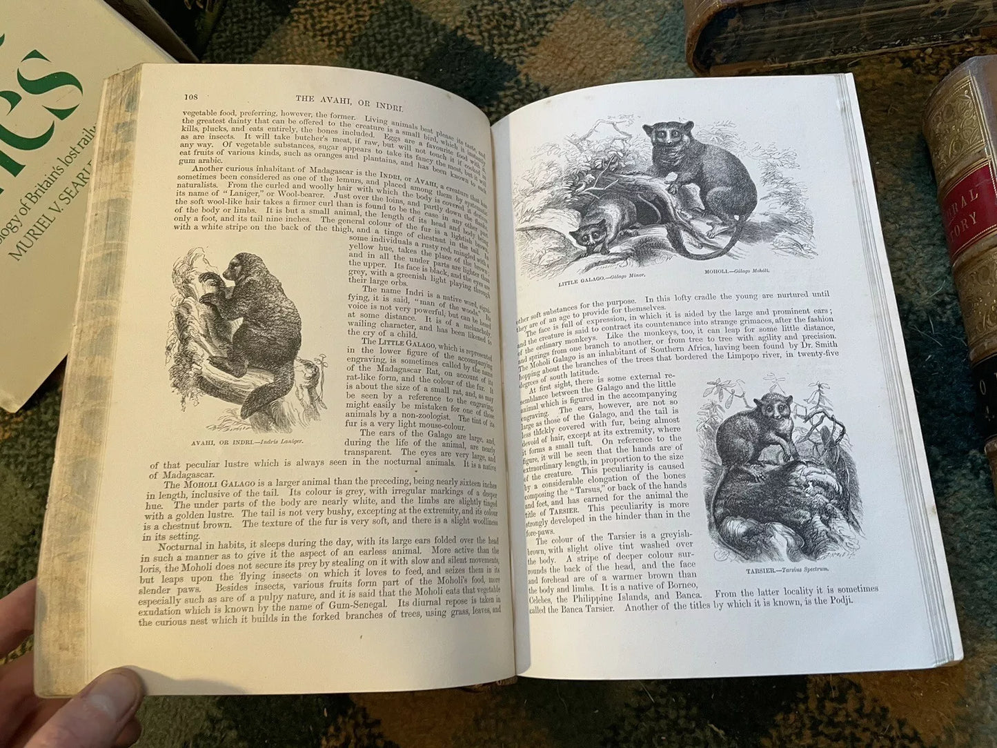 J G Wood : The Illustrated Natural History (5 Volumes) Australia : Leather Set