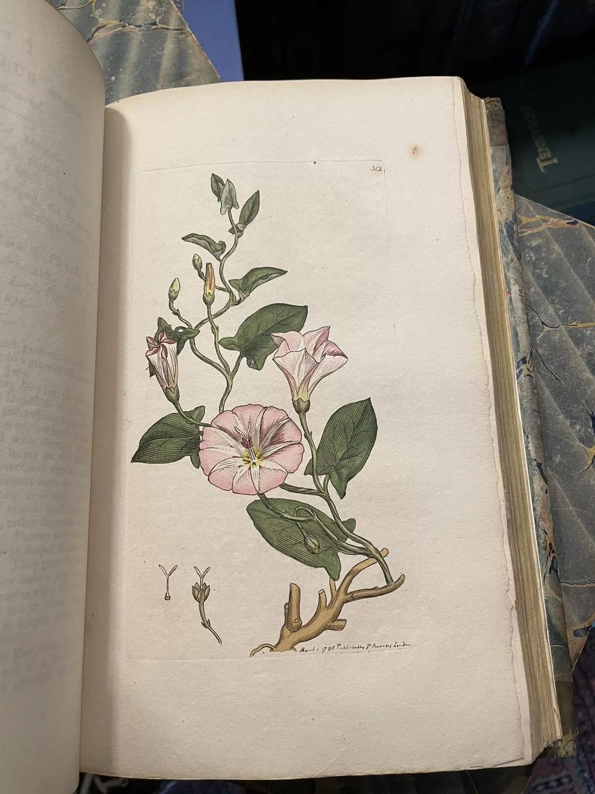 1790 James Sowerby : English Botany (5 Vols) 360 Hand-Coloured Plates : Flowers