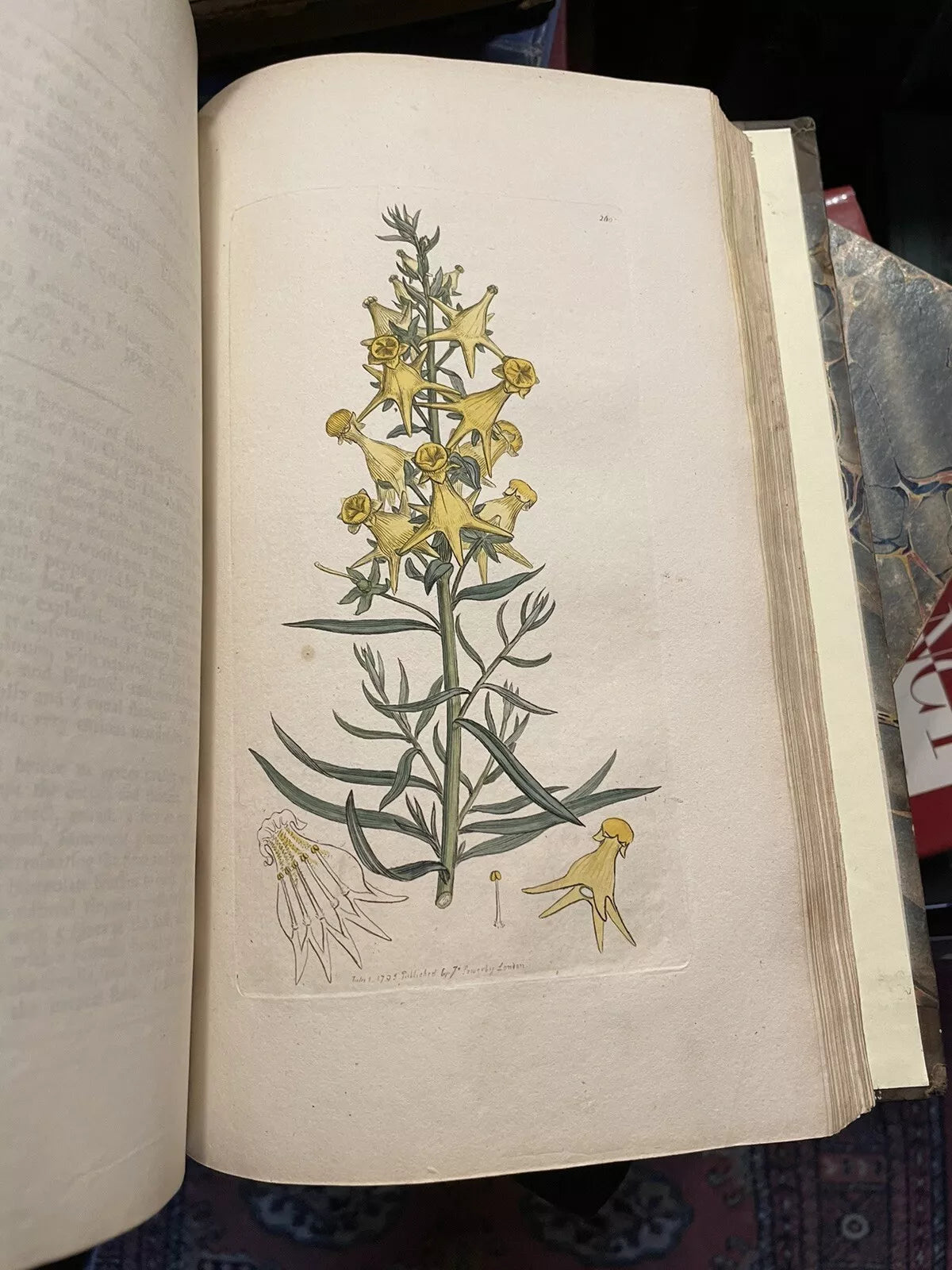 1790 James Sowerby : English Botany (5 Vols) 360 Hand-Coloured Plates : Flowers