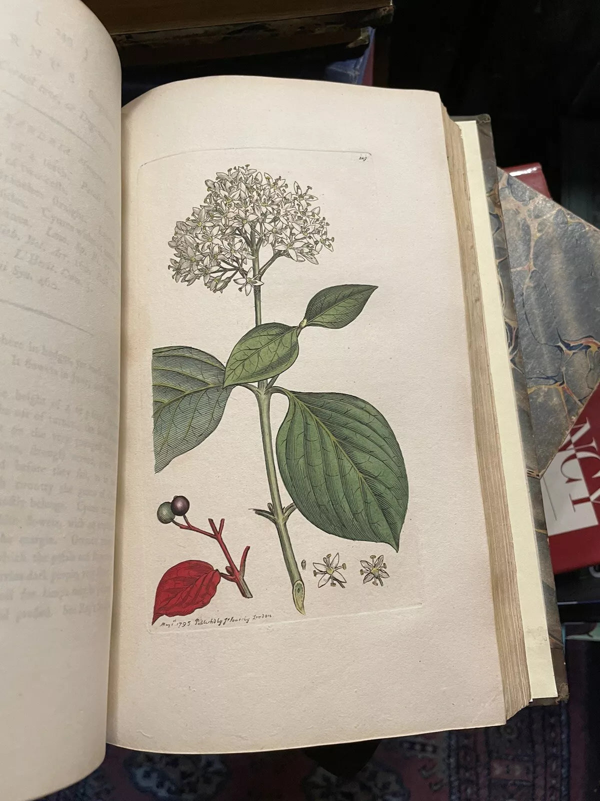 1790 James Sowerby : English Botany (5 Vols) 360 Hand-Coloured Plates : Flowers