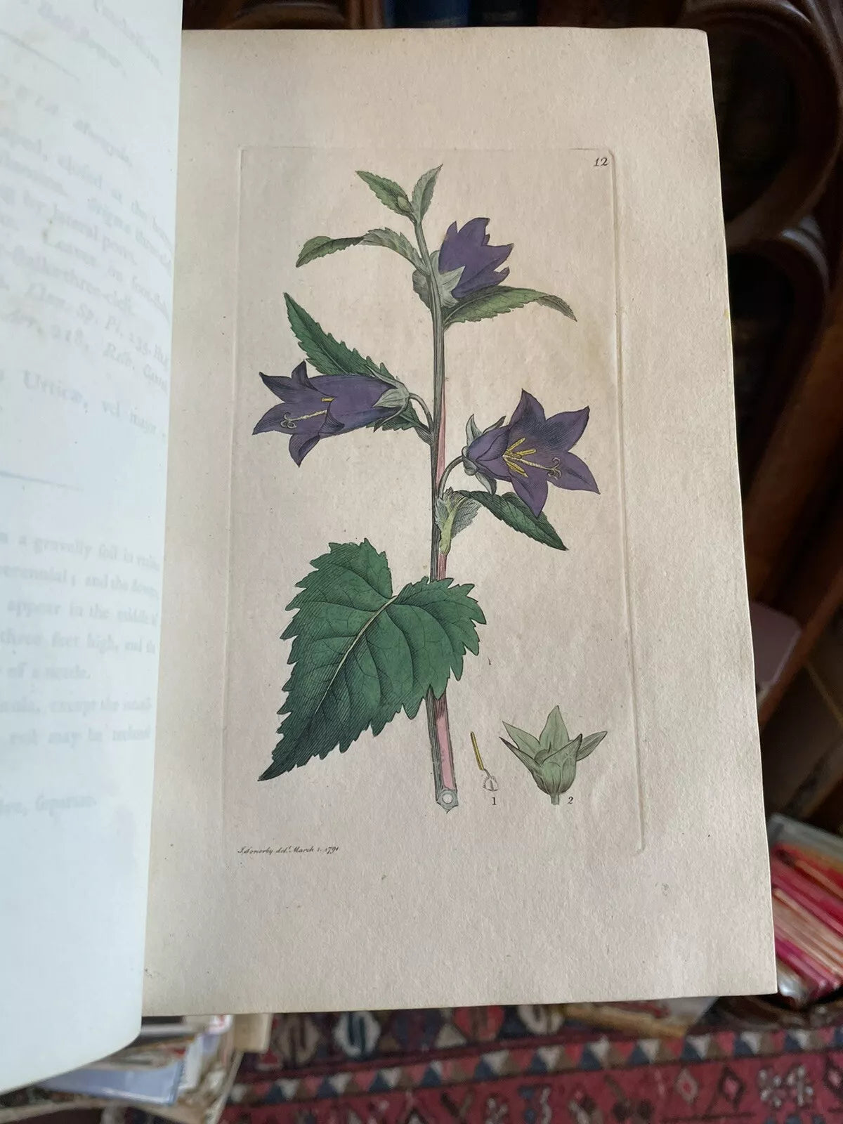 1790 James Sowerby : English Botany (5 Vols) 360 Hand-Coloured Plates : Flowers