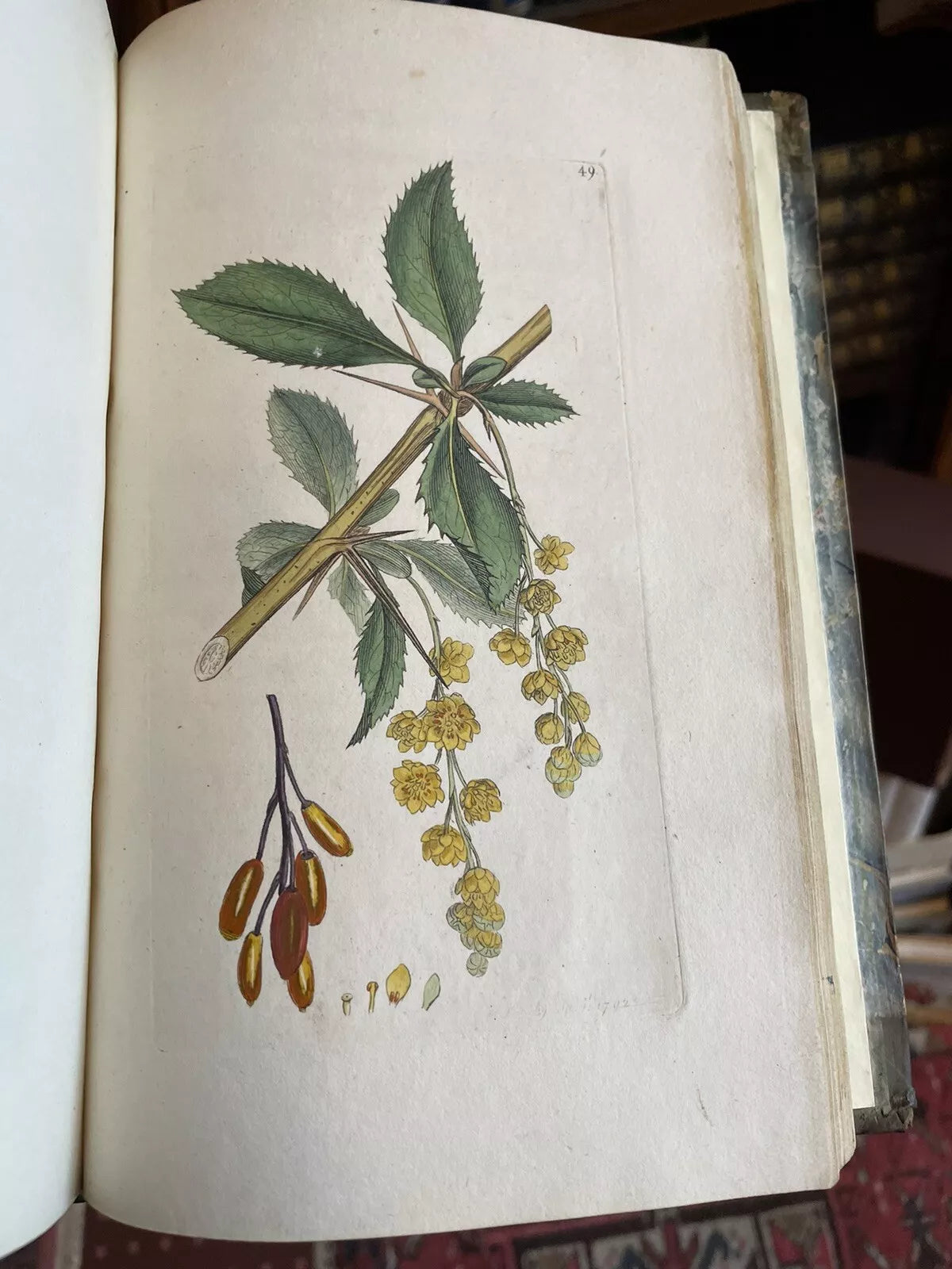 1790 James Sowerby : English Botany (5 Vols) 360 Hand-Coloured Plates : Flowers