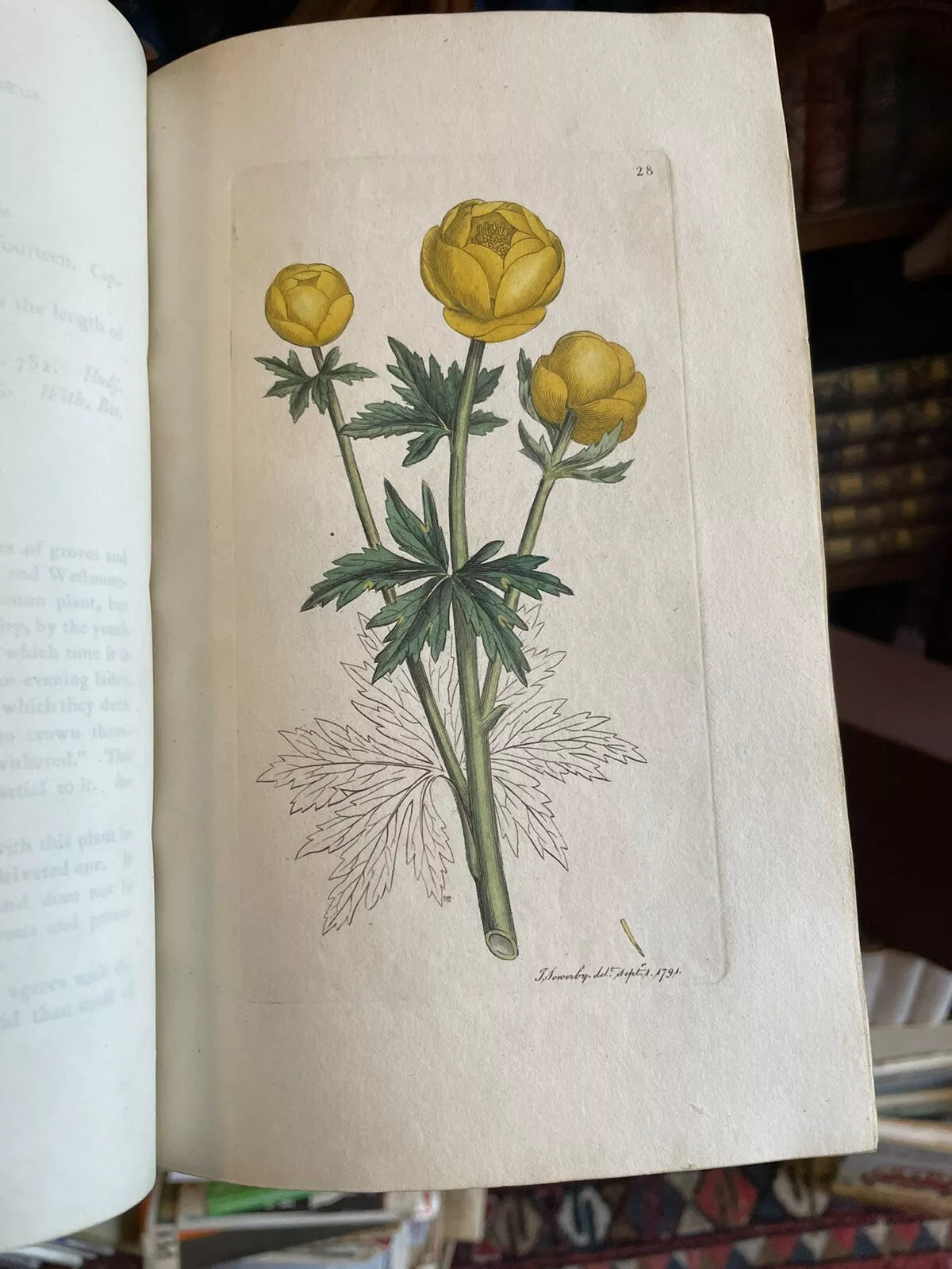 1790 James Sowerby : English Botany (5 Vols) 360 Hand-Coloured Plates : Flowers