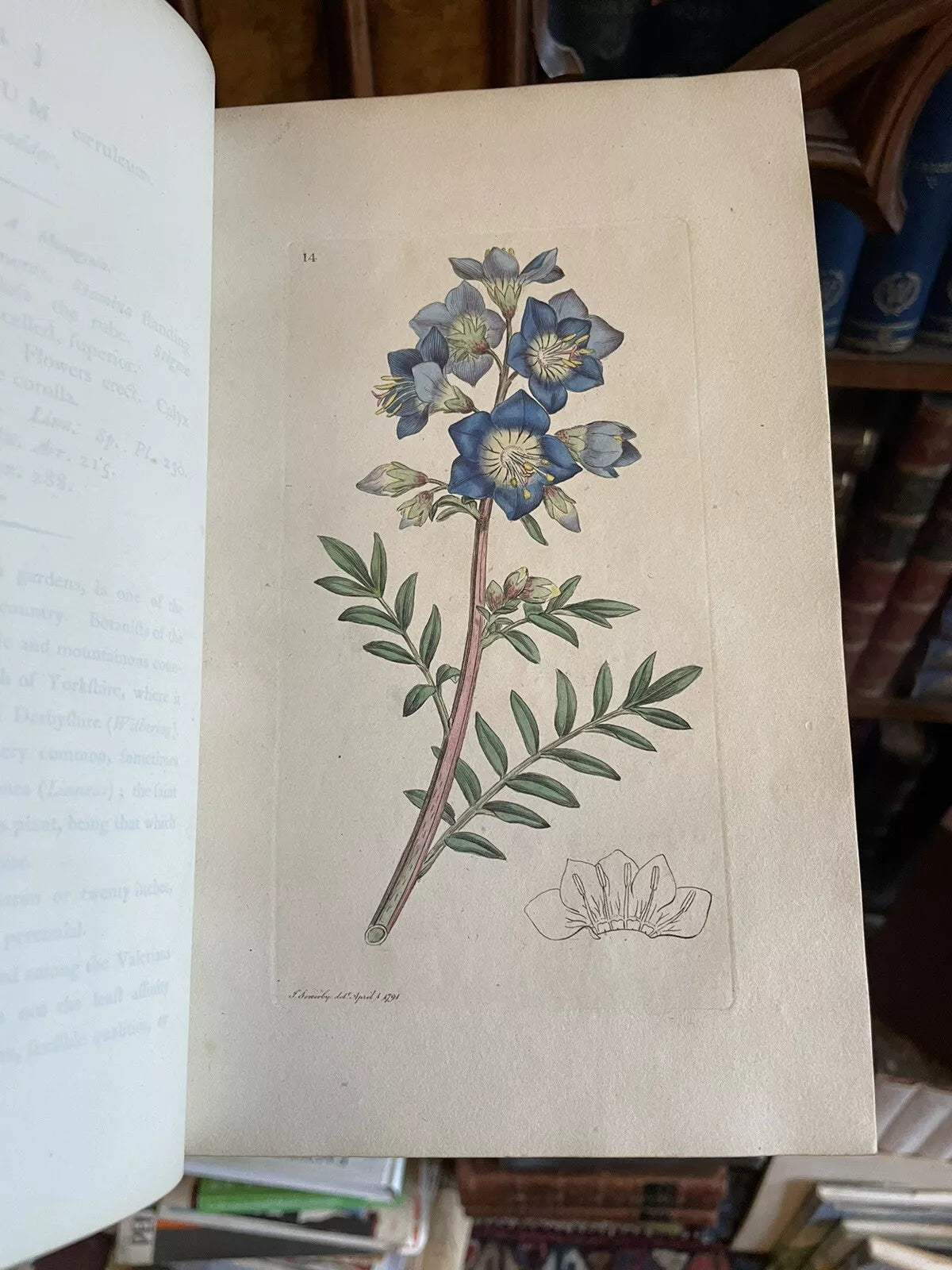 1790 James Sowerby : English Botany (5 Vols) 360 Hand-Coloured Plates : Flowers