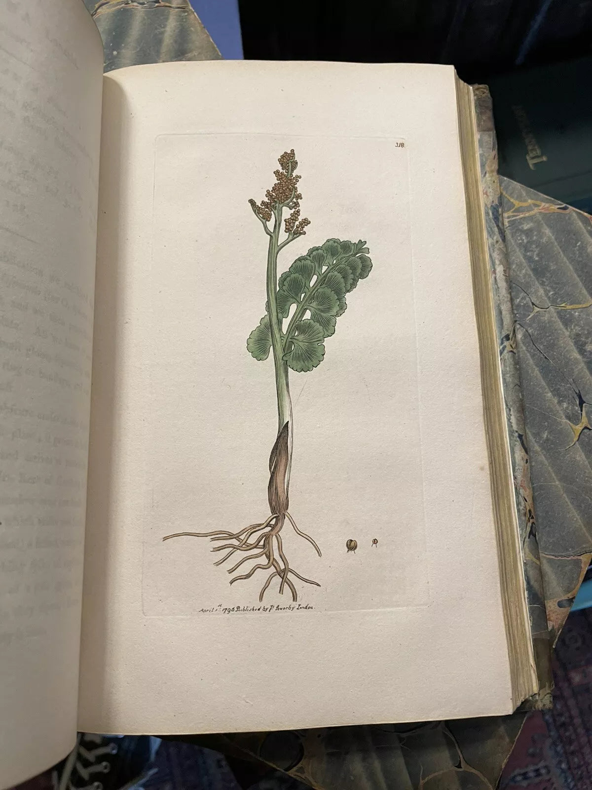 1790 James Sowerby : English Botany (5 Vols) 360 Hand-Coloured Plates : Flowers