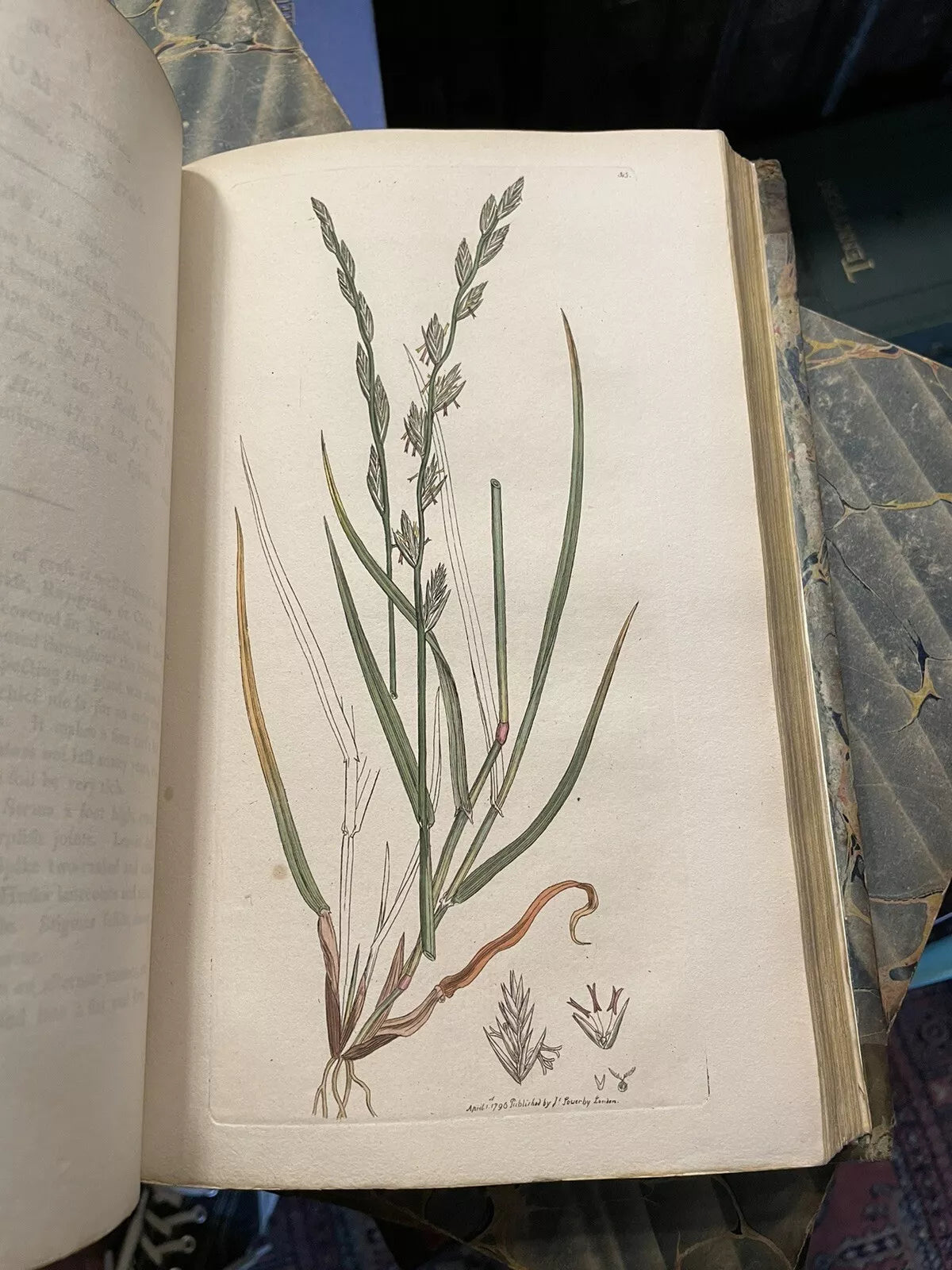 1790 James Sowerby : English Botany (5 Vols) 360 Hand-Coloured Plates : Flowers
