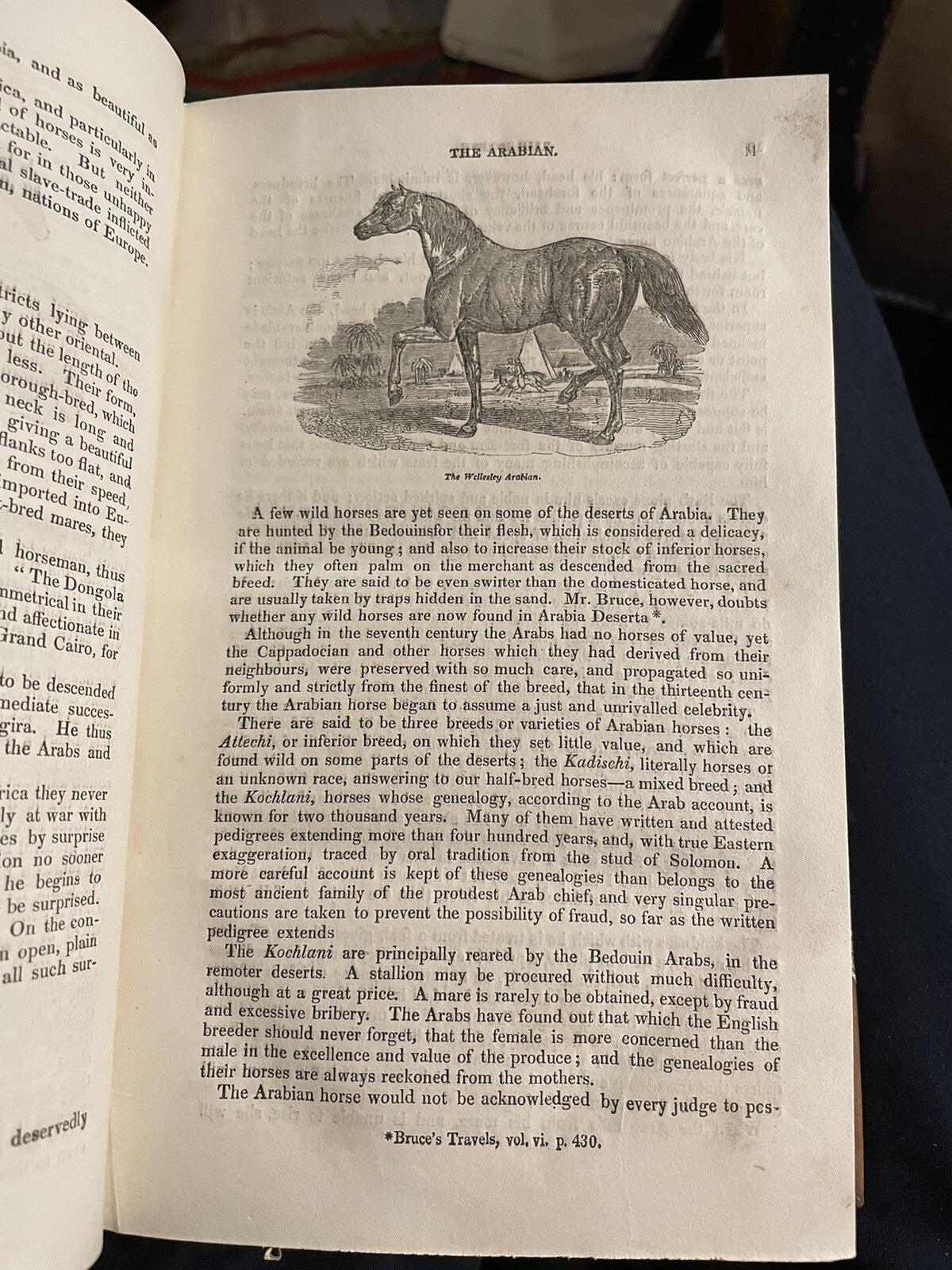1831 The Horse with a Treatise on Draught : W. Youatt : Illustrated