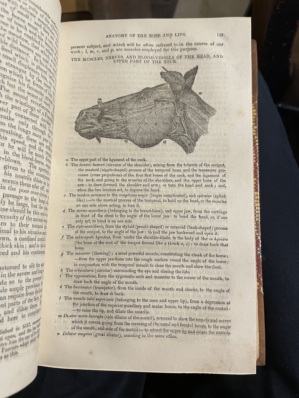 1831 The Horse with a Treatise on Draught : W. Youatt : Illustrated