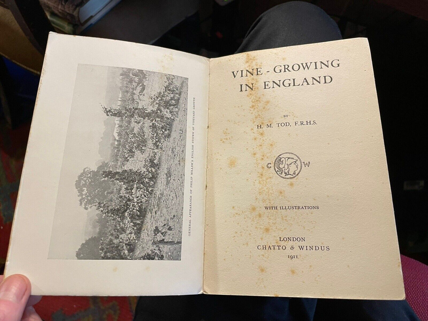 Vine-Growing in England : H. M. Tod : Wine : Vines on Walls : Published 1911