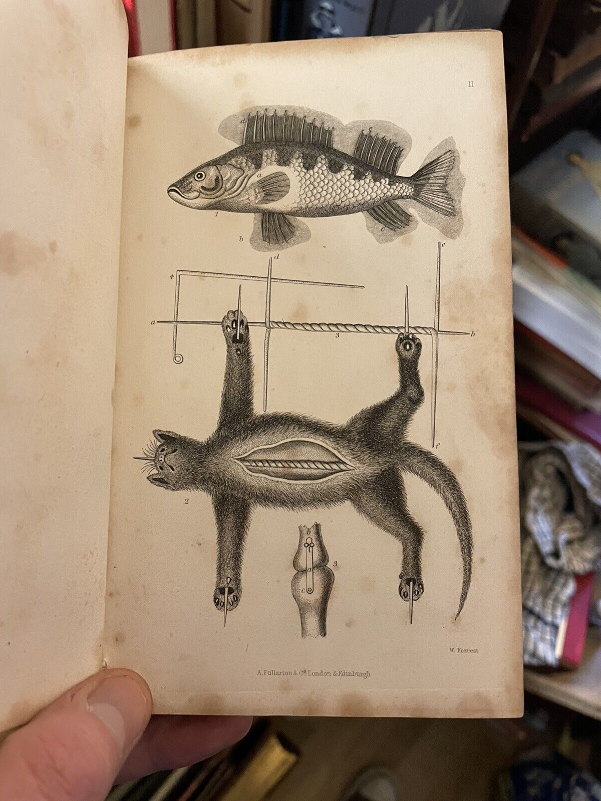 Taxidermist's Manual, Or the Art of Collecting, Preparing, and Preserving Objects of Natural History. By Captain Thomas Brown 1849