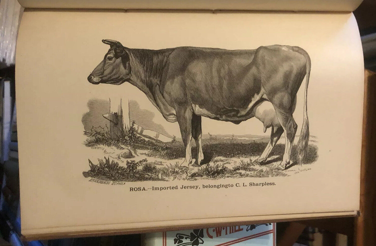 1882 HOW TO SELECT COWS The Guenon System Simplified FARMING CATTLE Agriculture