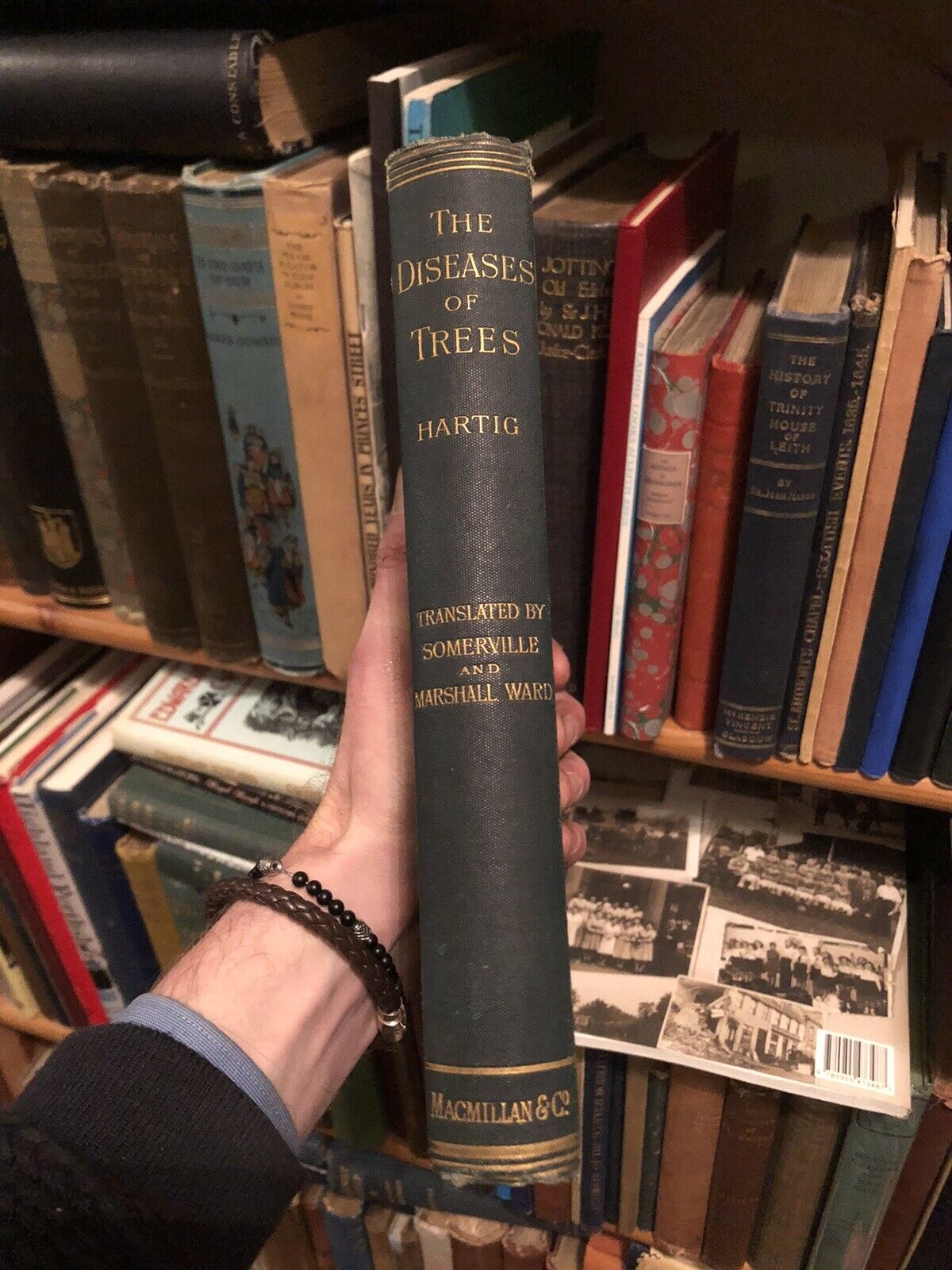 1894 Diseases of Trees - Forestry Management - Dendrology - Pests