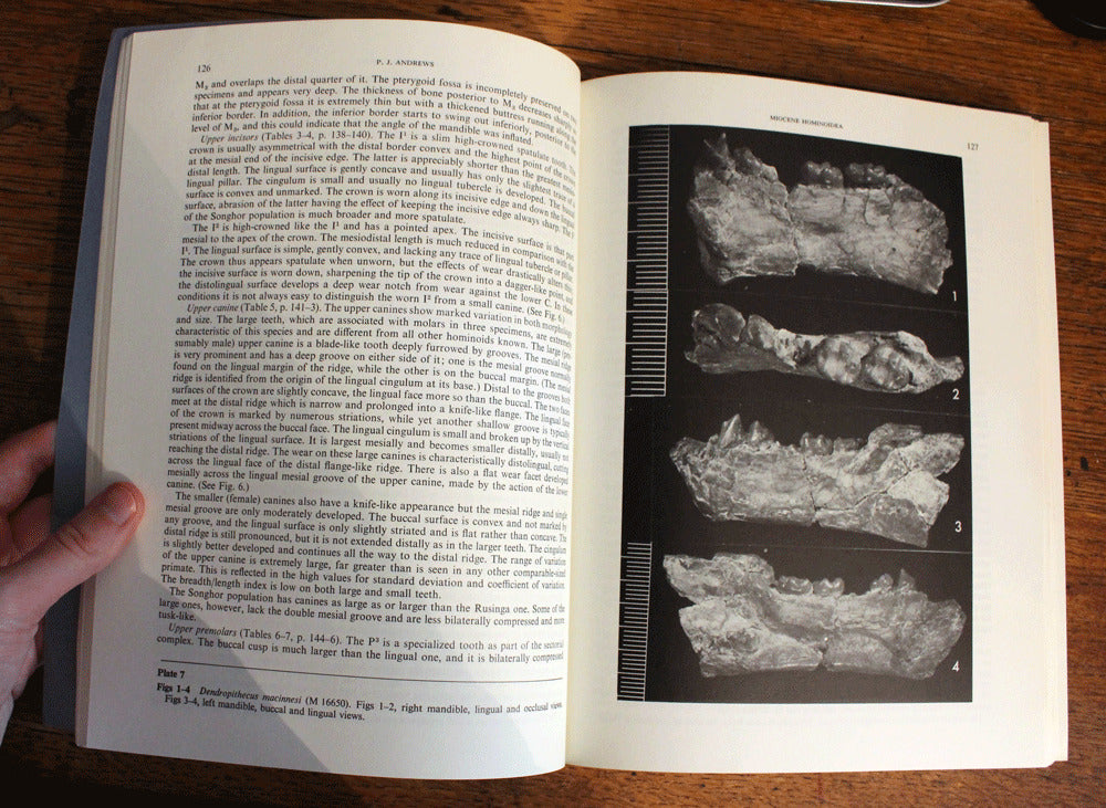 Revision of the Miocene Hominoidea of East Africa - P.J.Andrews - 1st Ed 1978