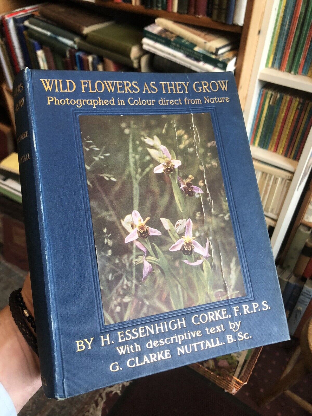 1912 Wild Flowers and How They Grow (4 Volumes) Colour Plates - Essenhigh Corke