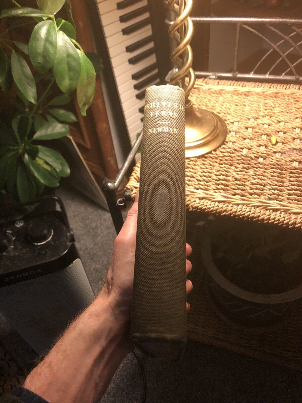 1844 : BRITISH FERNS and ALLIED PLANTS Edward Newman ILLUSTRATED Botany