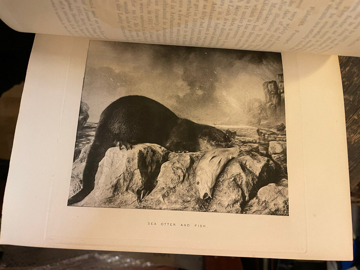 1892 Vertebrate Fauna of Argyll and the Inner Hebrides : Harvie-Brown & Buckley
