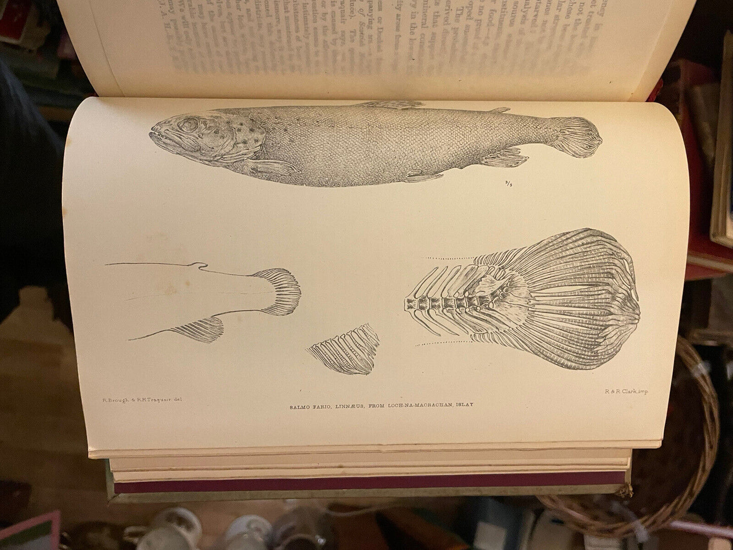 1892 Vertebrate Fauna of Argyll and the Inner Hebrides : Harvie-Brown & Buckley
