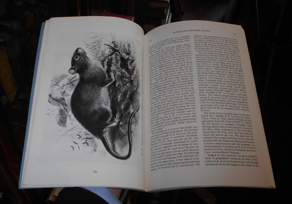 MALAYSIAN MURIDS and the GIANT RAT of SUMATRA American Museum of Natural History