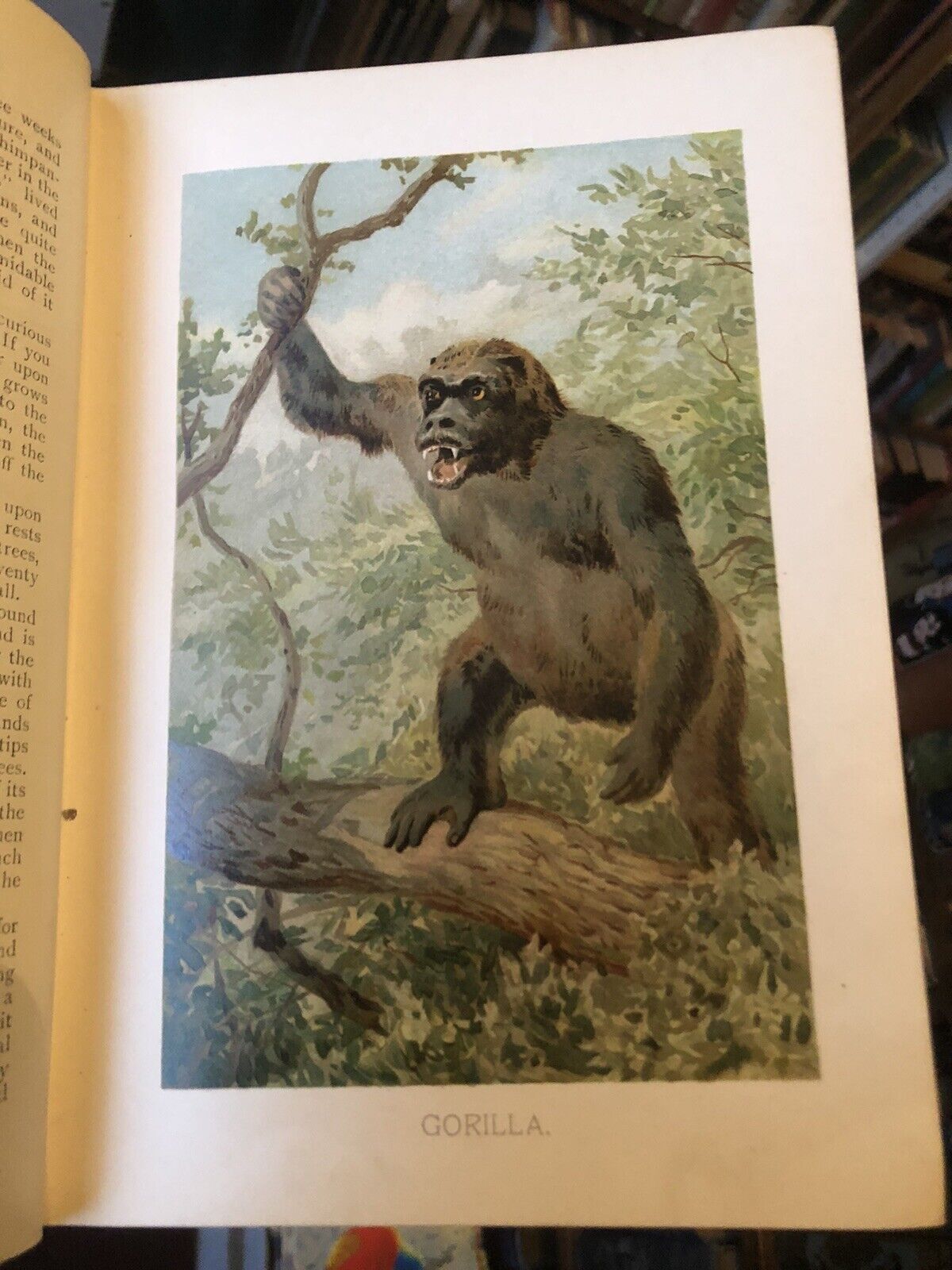Wood's A Natural History For Young People (300 illustrations) Colour Plates 1909