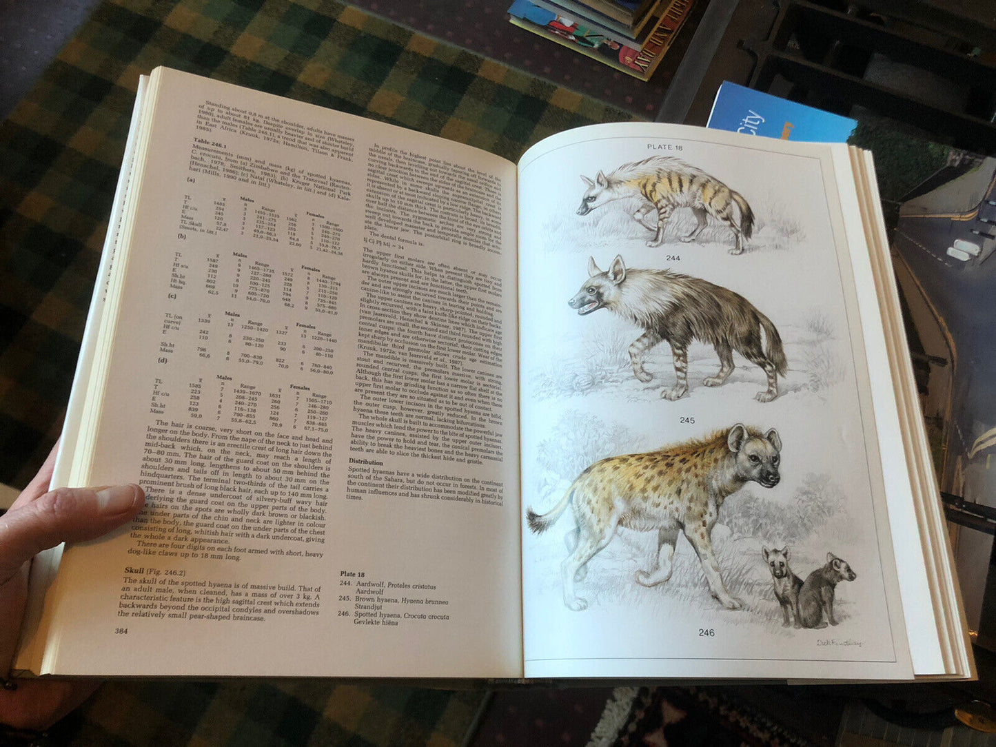 Mammals of the Southern African Subregion : Africa Natural History : Skinner