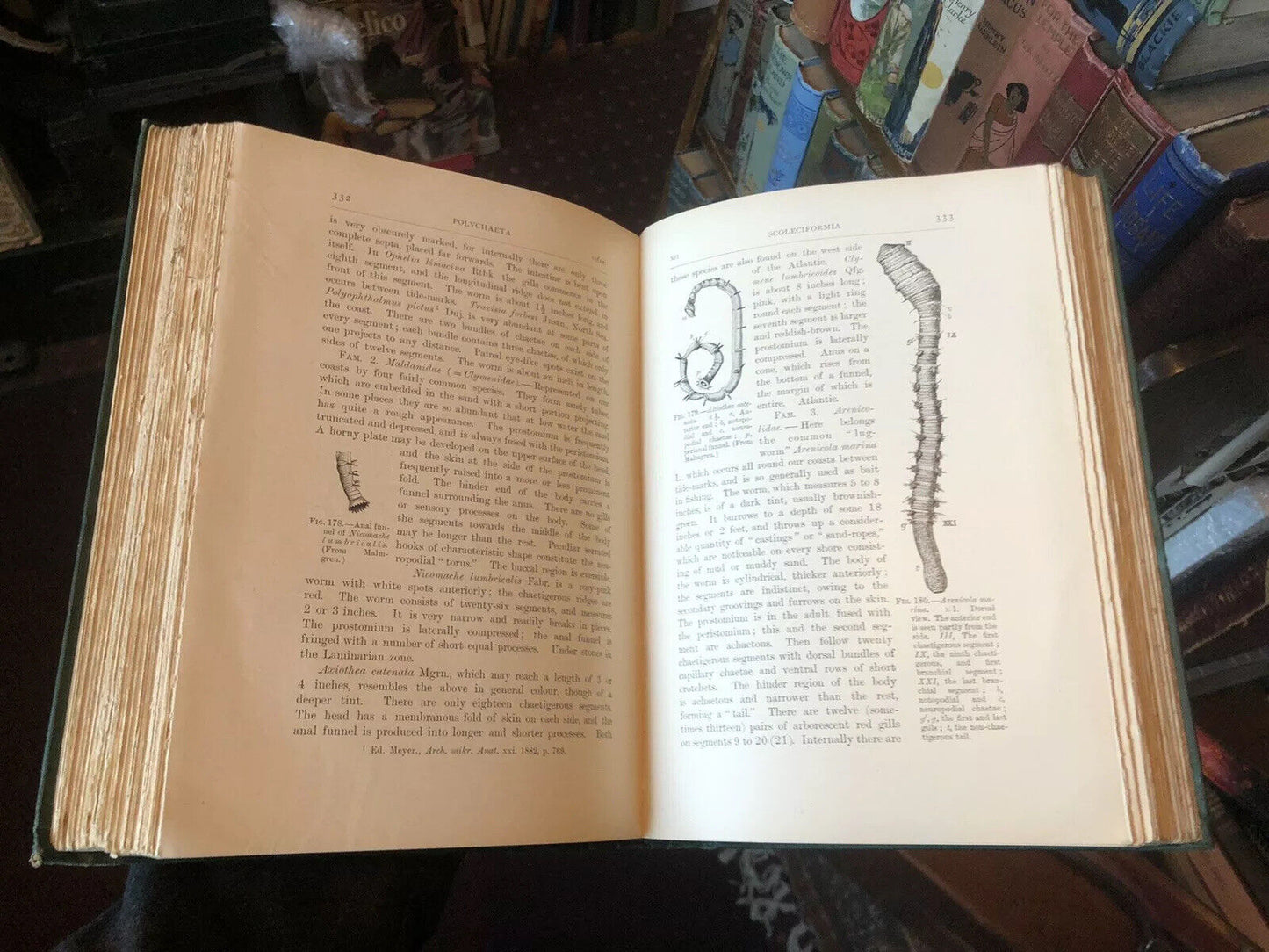 Flatworms & Mesozoa / Nemertines / Rotifers / Earthworms & Leeches / Worms