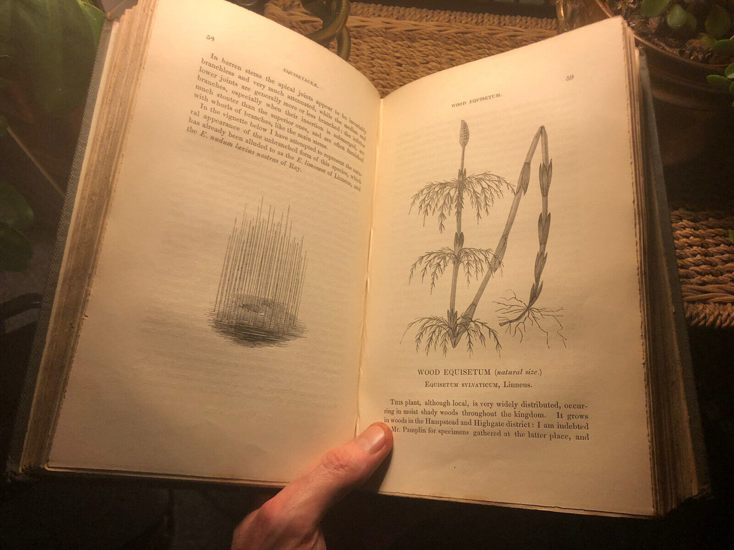 1844 : BRITISH FERNS and ALLIED PLANTS Edward Newman ILLUSTRATED Botany