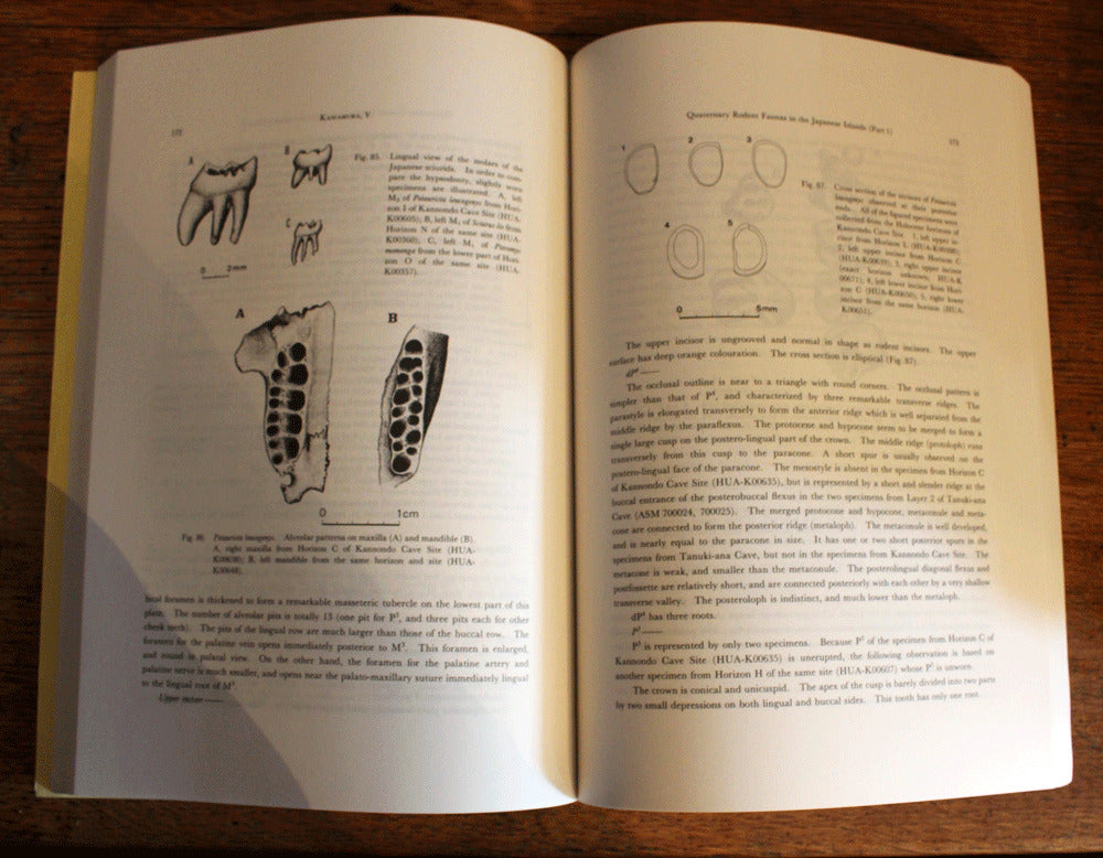 Rodent Faunas in the Japanese Island - Y.Kawamura - 1988