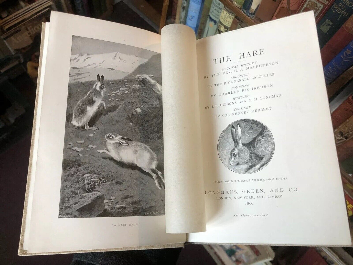 THE HARE Shooting, Coursing, Hunting & Cookery FIELD SPORTS Natural History 1896