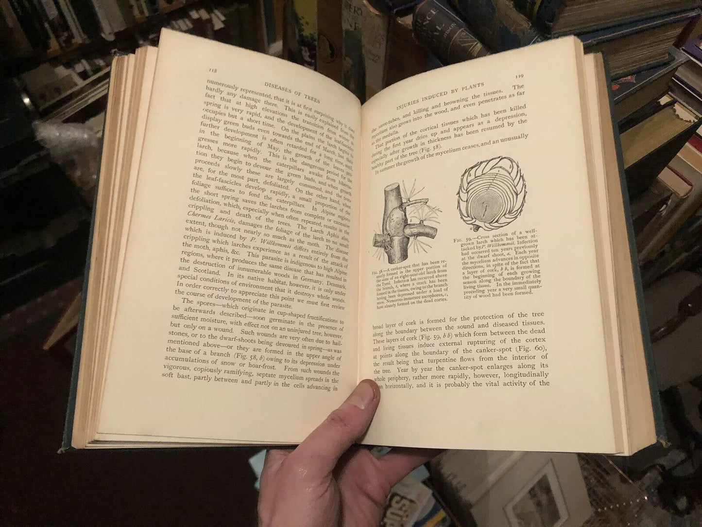 1894 Diseases of Trees - Forestry Management - Dendrology - Pests