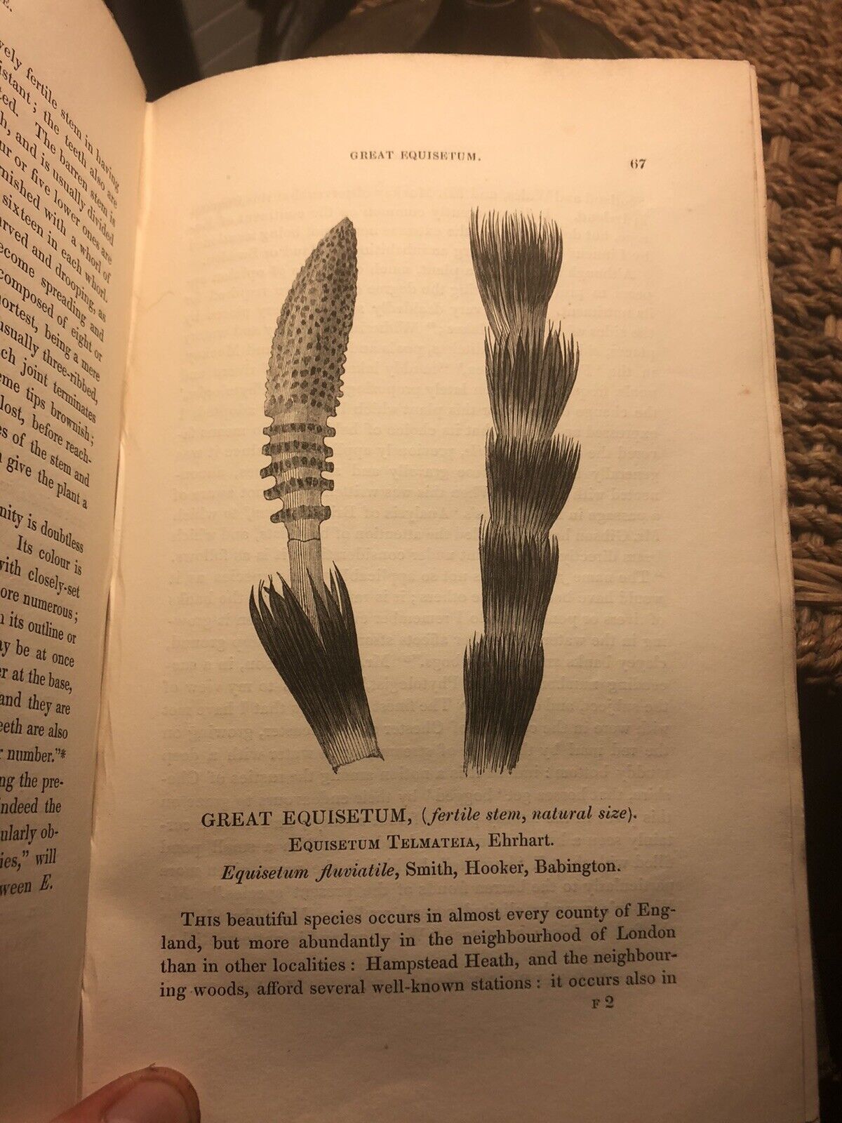 1844 : BRITISH FERNS and ALLIED PLANTS Edward Newman ILLUSTRATED Botany