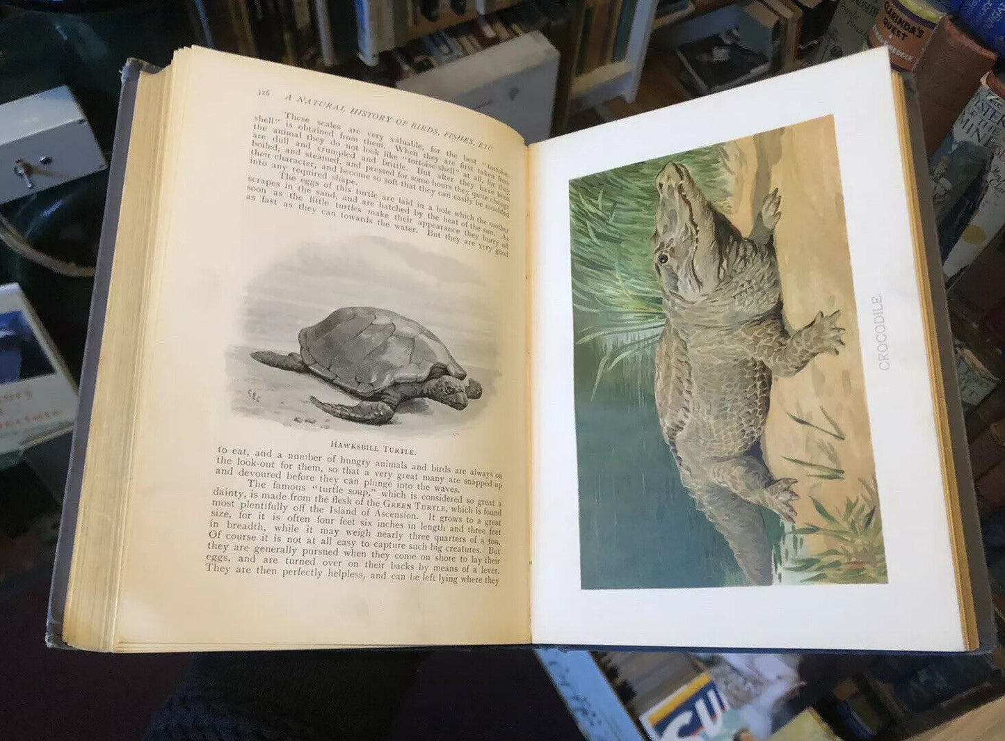 Wood's A Natural History For Young People (300 illustrations) Colour Plates 1909