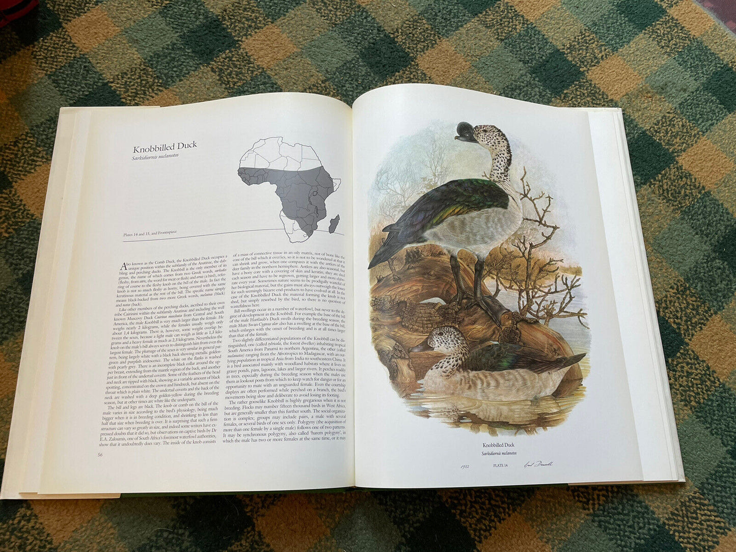 Maclean & Darroll's Ducks of Sub-Saharan Africa : Ltd Ed Folio : Ornithology