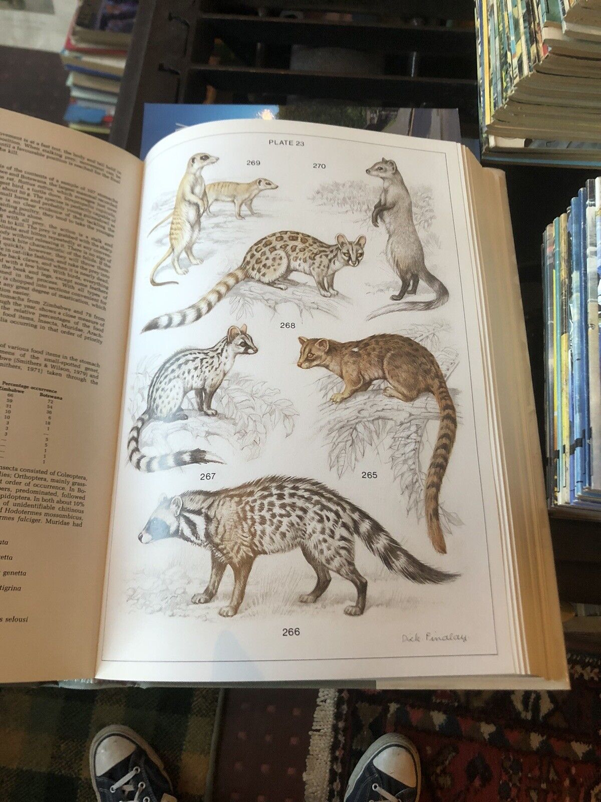 Mammals of the Southern African Subregion : Africa Natural History : Skinner