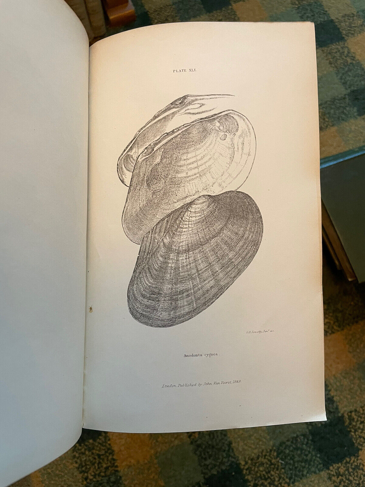 1853 History of British Mollusca and Their Shells : Forbes & Hanley (4 Volumes)