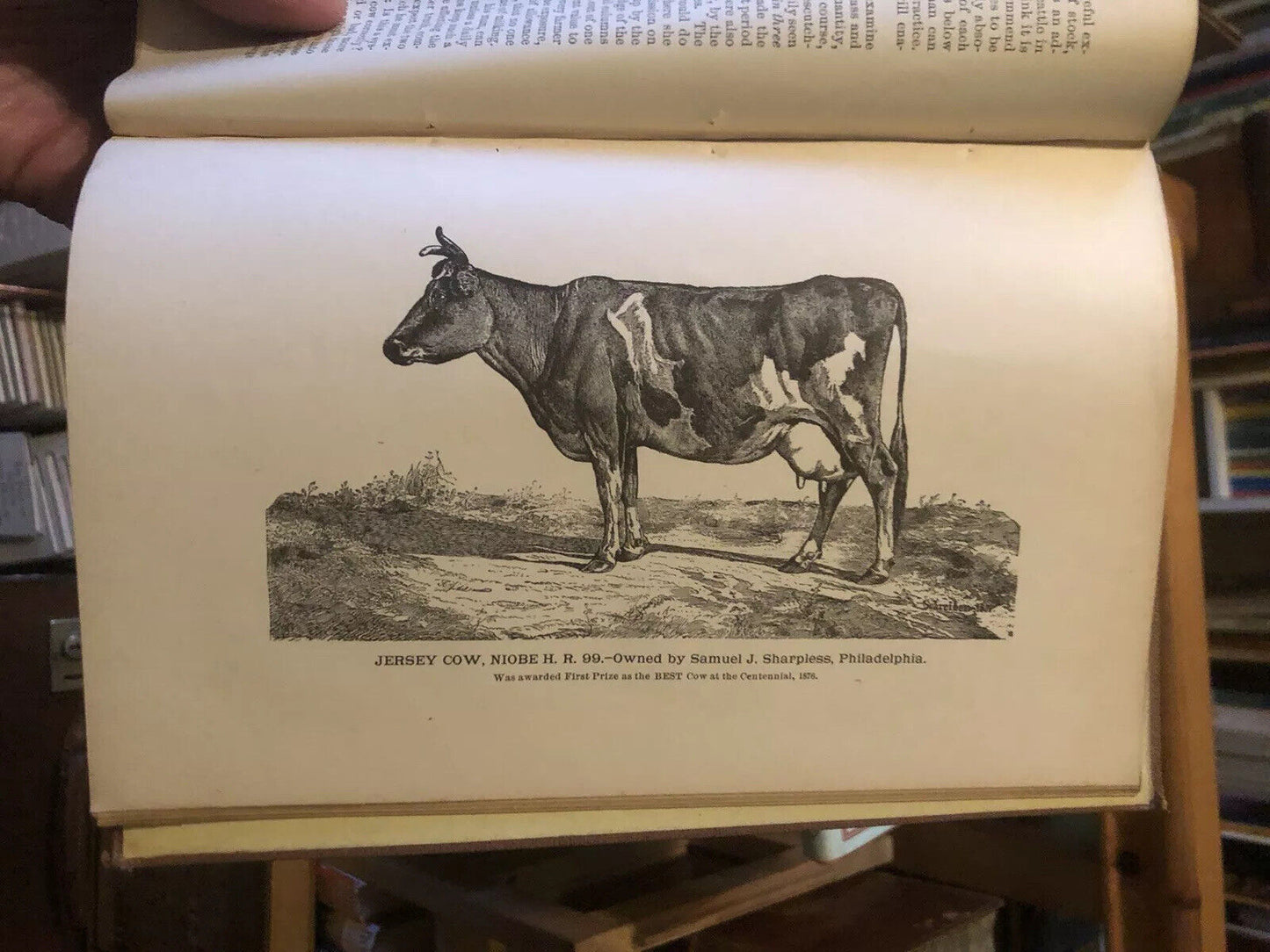 1882 HOW TO SELECT COWS The Guenon System Simplified FARMING CATTLE Agriculture