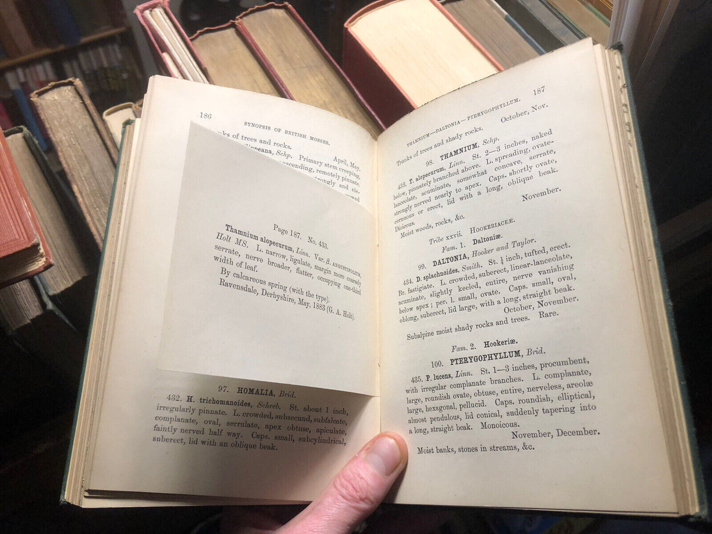 1884 A Synopsis of British Mosses (and Ireland) Genera / Species : Hobkirk