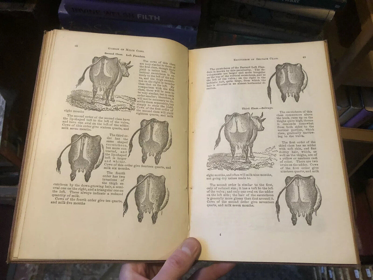 1882 HOW TO SELECT COWS The Guenon System Simplified FARMING CATTLE Agriculture