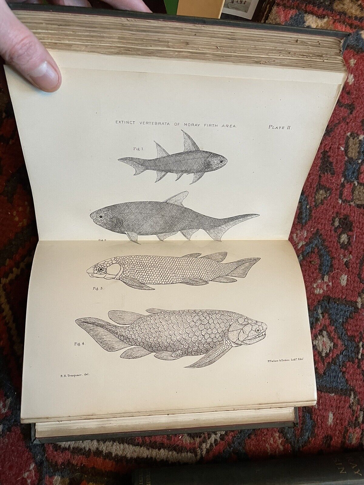 1895 A Fauna of the Moray Basin : Harvie-Brown & Buckley : Scotland Nature