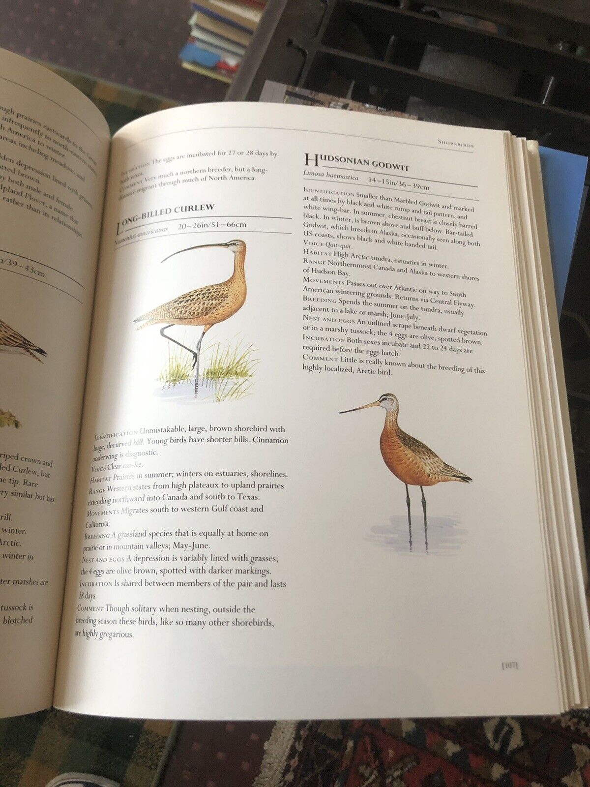 BIRDS OF AMERICA Frank Shaw : 520 Species Featured ORNITHOLOGICAL ARTISTS