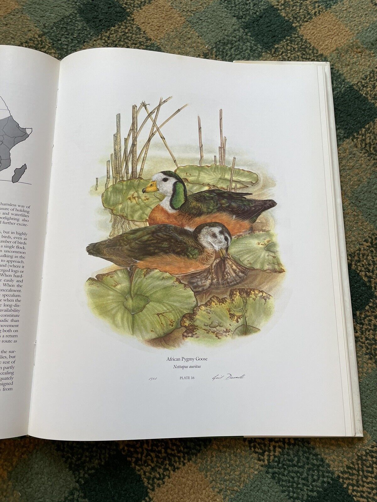 Maclean & Darroll's Ducks of Sub-Saharan Africa : Ltd Ed Folio : Ornithology