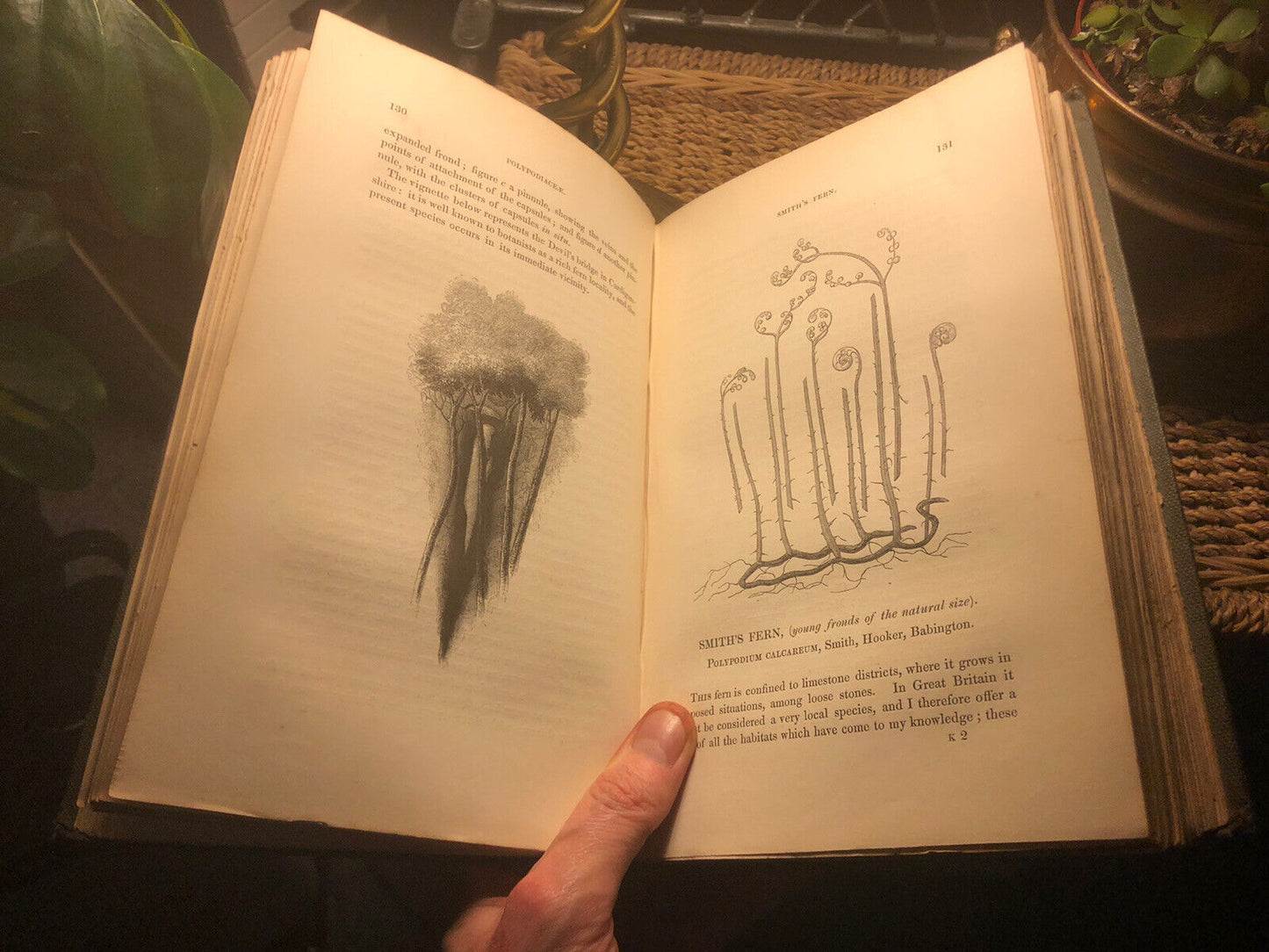 1844 : BRITISH FERNS and ALLIED PLANTS Edward Newman ILLUSTRATED Botany