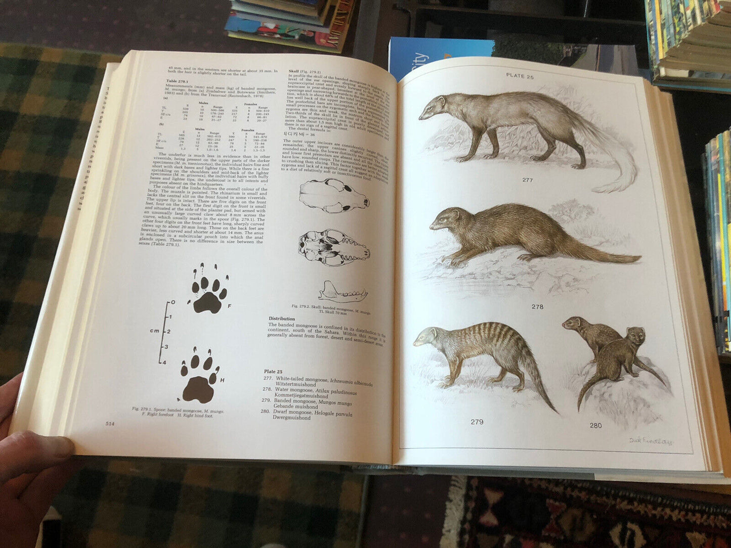 Mammals of the Southern African Subregion : Africa Natural History : Skinner