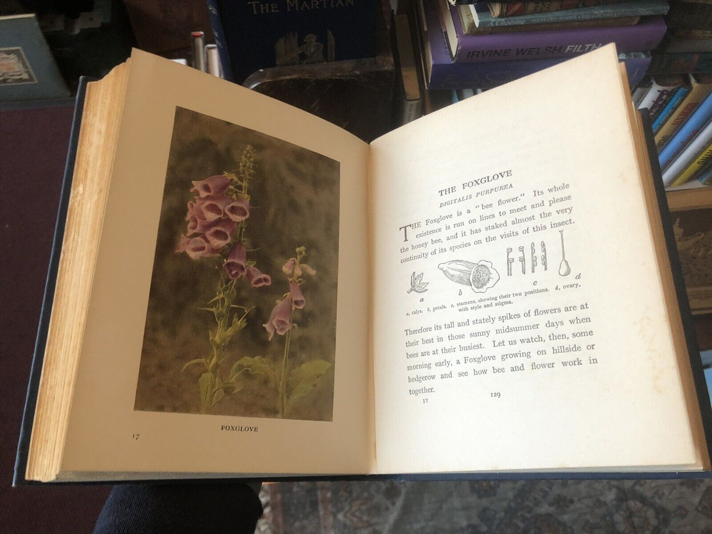 1912 Wild Flowers and How They Grow (4 Volumes) Colour Plates - Essenhigh Corke