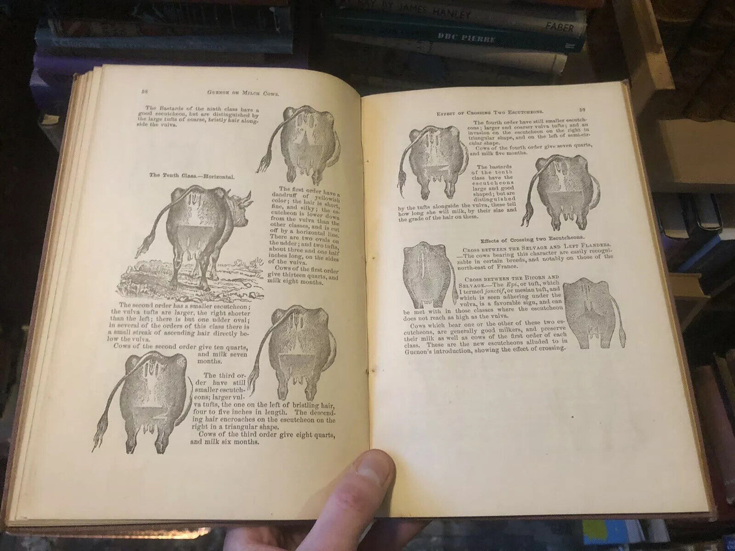 1882 HOW TO SELECT COWS The Guenon System Simplified FARMING CATTLE Agriculture