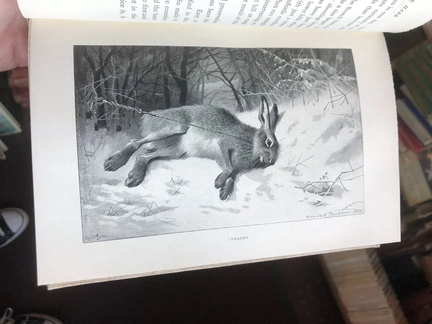 THE HARE Shooting, Coursing, Hunting & Cookery FIELD SPORTS Natural History 1896