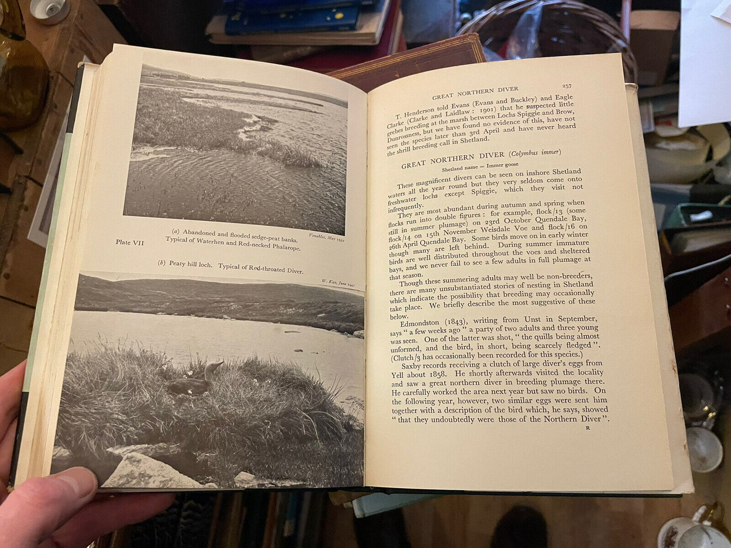 Birds and Mammals of Shetland : Venables : Natural History Scotland 1955