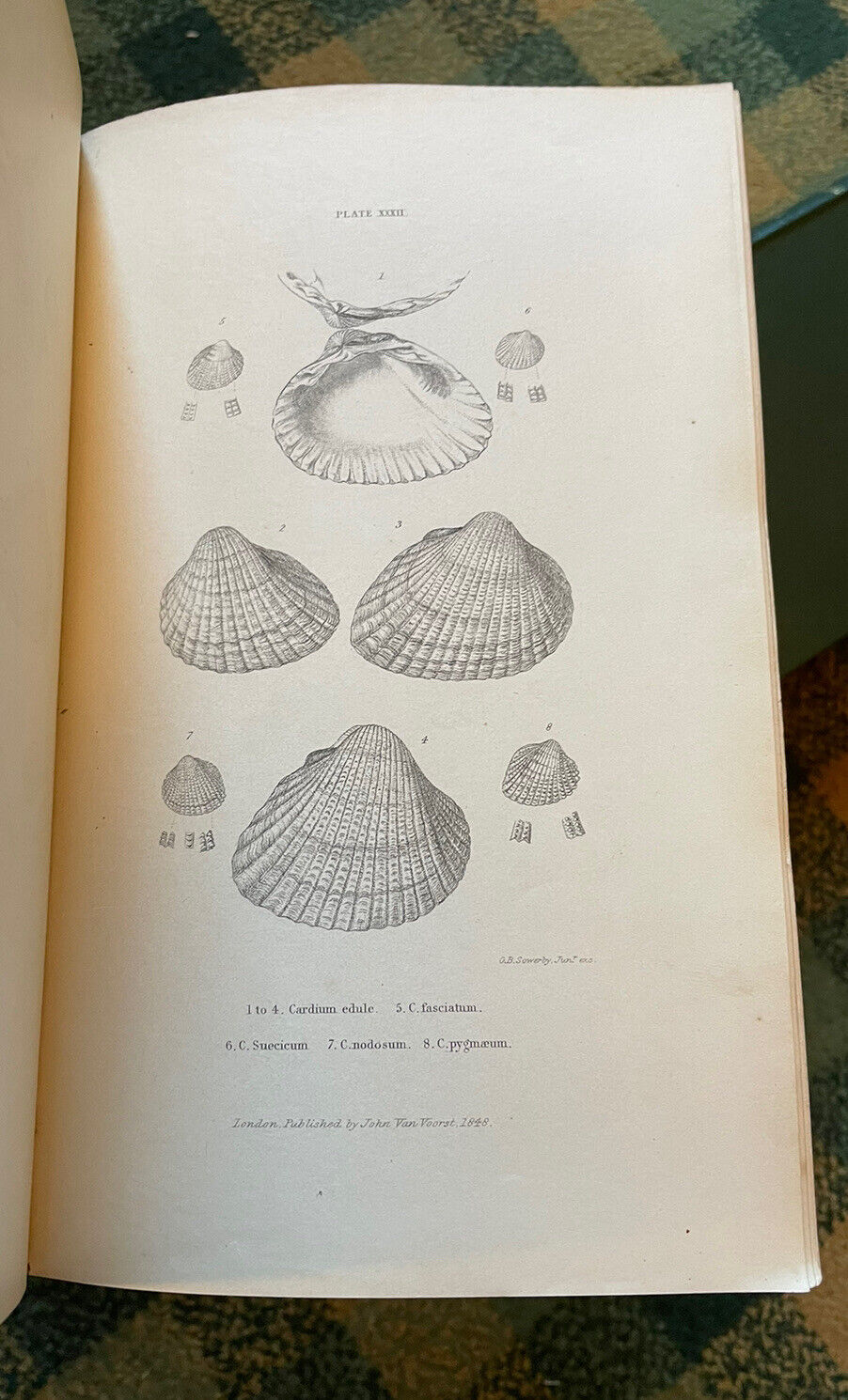 1853 History of British Mollusca and Their Shells : Forbes & Hanley (4 Volumes)