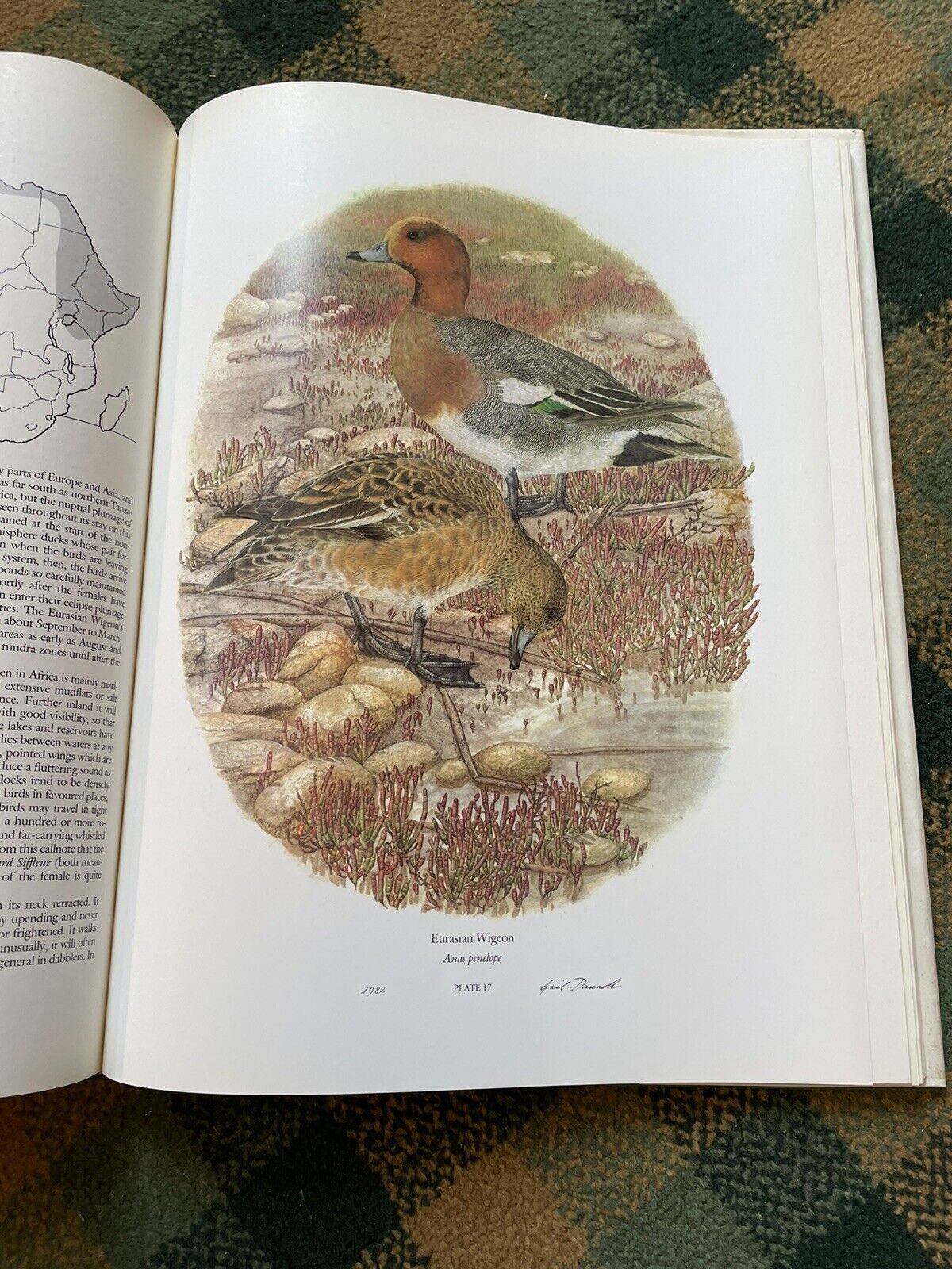 Maclean & Darroll's Ducks of Sub-Saharan Africa : Ltd Ed Folio : Ornithology