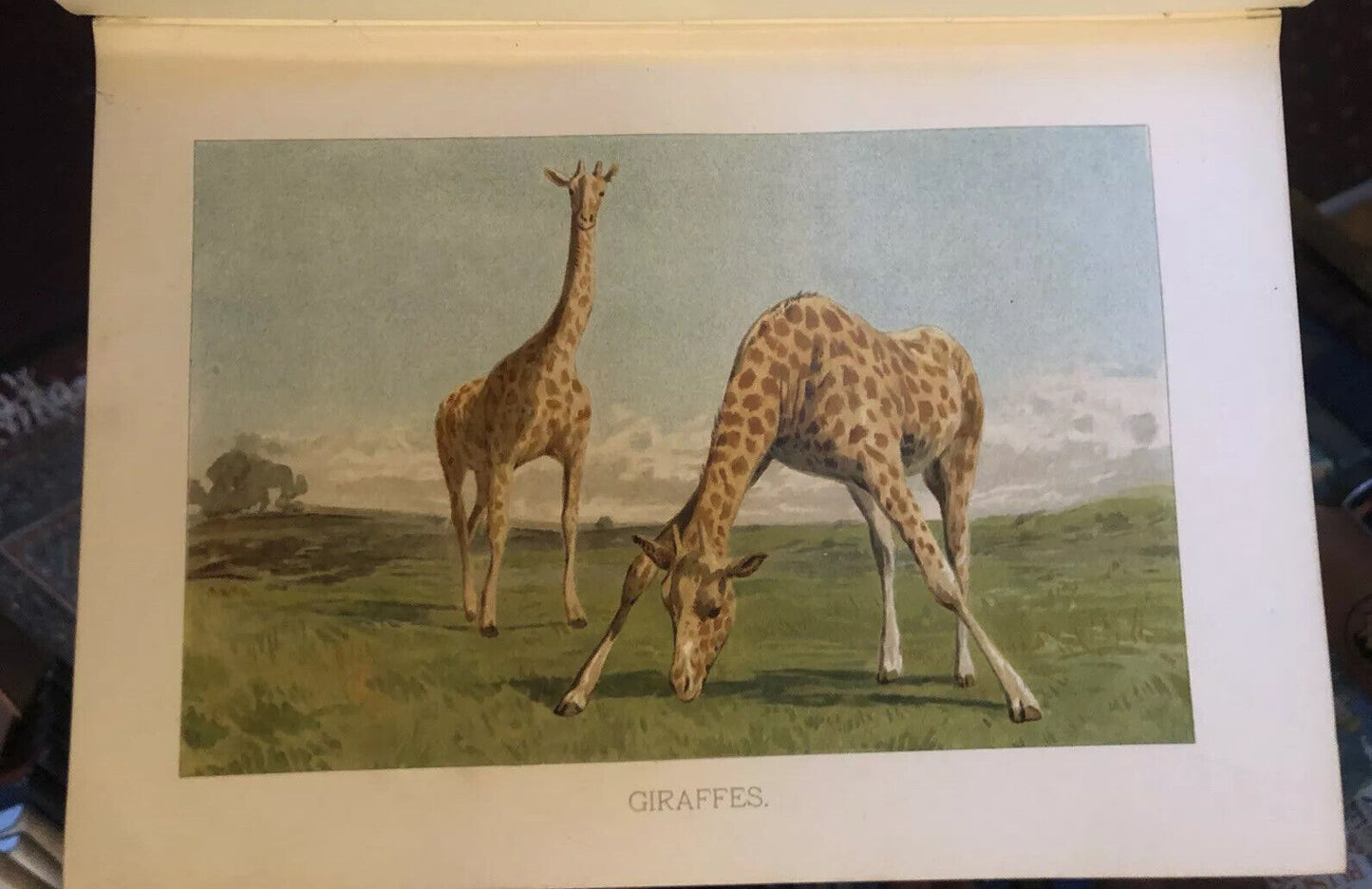 Wood's A Natural History For Young People (300 illustrations) Colour Plates 1909