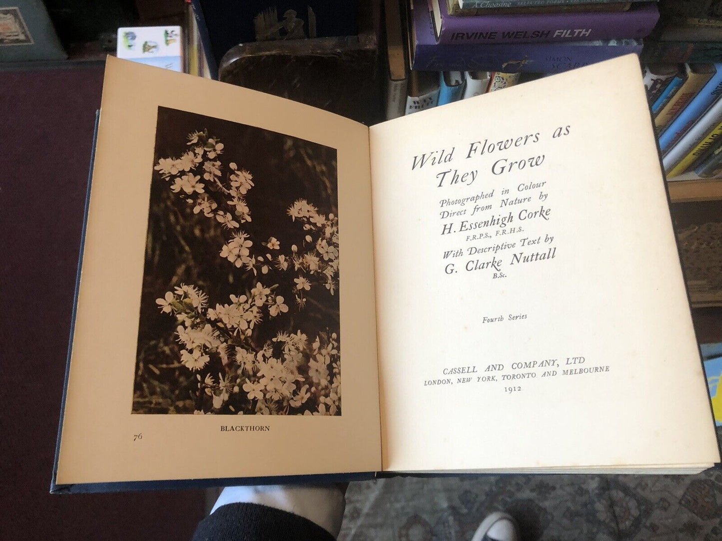 1912 Wild Flowers and How They Grow (4 Volumes) Colour Plates - Essenhigh Corke